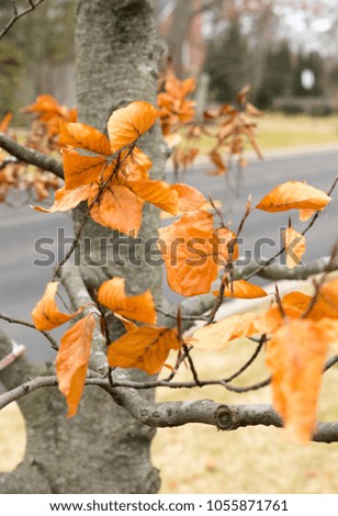 Similar – November blues Oak leaf