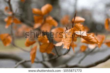 Similar – November blues Oak leaf