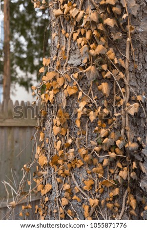 Similar – November blues Oak leaf