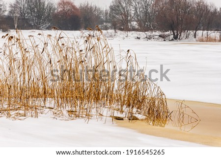 Dry yellow reeds (Phragmites australis) at grey sunless foggy winter day on partly frozen partly open brown water river Daugava at distance of elevated traffic bridge with lampposts and leafless trees