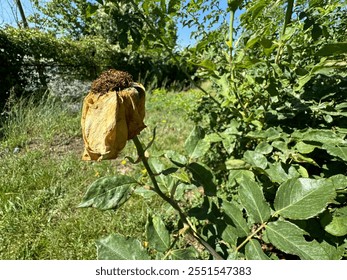 Dry yellow rose close-up. Golden rose selective focus. Rose Landora, scientifically known as Rosa 'Landora', is a striking, disease-resistant, hybrid tea rose variety with vibrant yellow. - Powered by Shutterstock