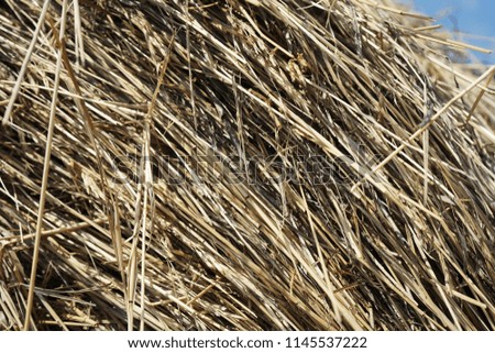 Dry yellow straw grass background texture after crop