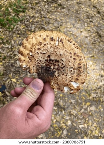 dryads saddle mushroom in the hand