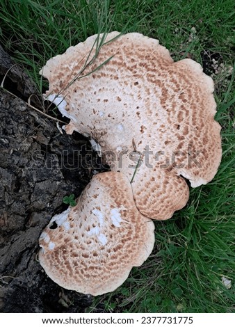 dryad's saddle mushroom on a tree stump