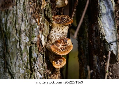 Dryad's Saddle Mushrooms grow on the side of a tree at Stony Creek Metropark, Shelby Township, Michigan.