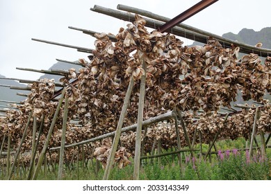 Dry-fish Hanging To Dry On Røst In Lofoten Norway. Norwegian Culture.