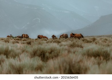 Dryhead Montana ranch horses with the hazy smoke of nearby wildfires