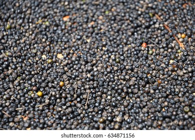 Drying black pepper 