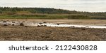 The drying bottom of the river against the background of a natural landscape - shore, trees, sky - nature banner