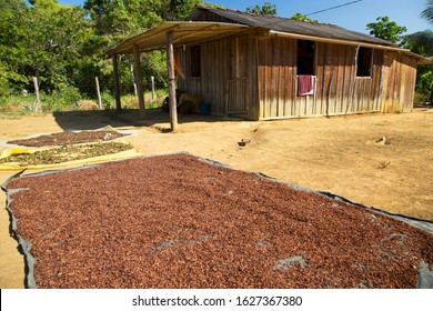 Drying Cloves On A Tarp In The Sun In Front Of An Old Rural Farm Shed Or Plantation House In The Atlantic Rainforest