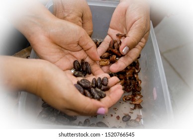 Drying cocoa to make chocolate