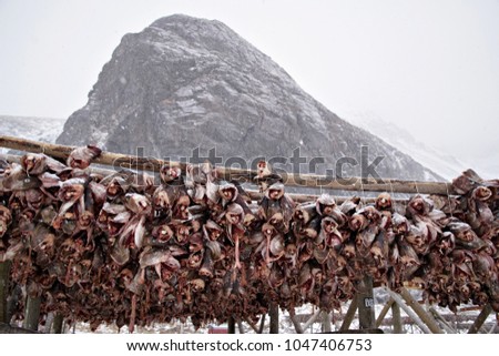 drying cod fish in Lofoten islands