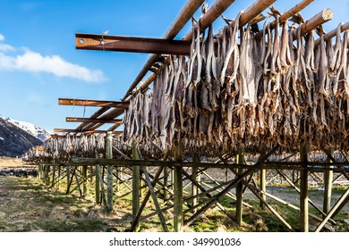 Drying Cod Fish, Lofoten, Norway