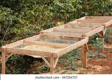 Drying Coffee Beans On Farm, Tanzania