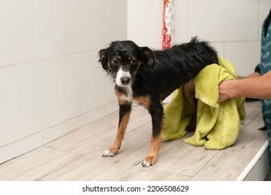 Drying A Dog Off With A Towel After Bath In A Dog Grooming Salon