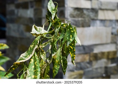 Drying and drooping houseplant green and yellow colored Crotons sudden wilting due to over watering or bad weather or side effects diseases