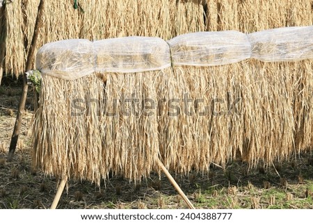 Drying ears of rice to be harvested