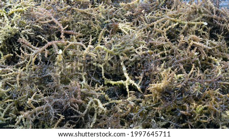 drying eucheuma spinosum seaweed for carrageenan production