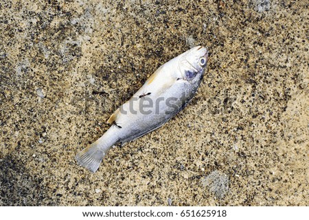 Similar – Image, Stock Photo victims of a macro cosmic environmental catastrophe