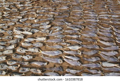 Drying Fishes At Cox's Bazaar Of Bangladesh