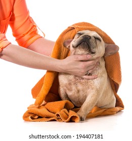 drying french bulldog off with a towel after bath