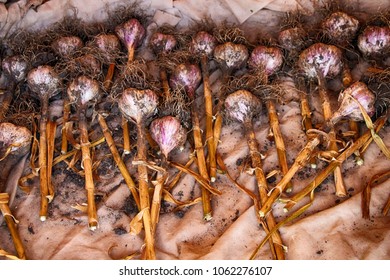 Drying of freshly dug out cultivar garlic bulbs in the summer garden shed