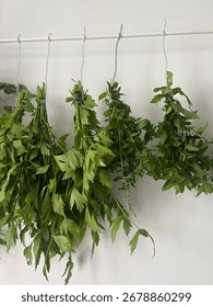 Drying herbs on a strings, mint, oregano and lovage