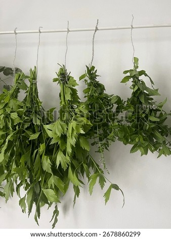 Drying herbs on a strings, mint, oregano and lovage