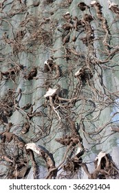 Drying Kava Roots In Fiji