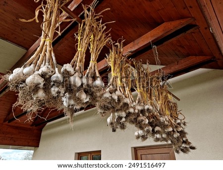 drying kitchen garlic in a bundle under the barn roof. hanging roots down. white peels protect onions. the chef uses it in meals