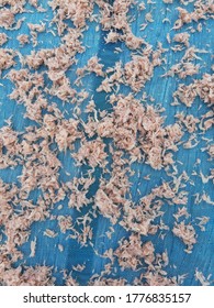 Drying Of Krill Or Euphausiacea For Make Thai Food Style