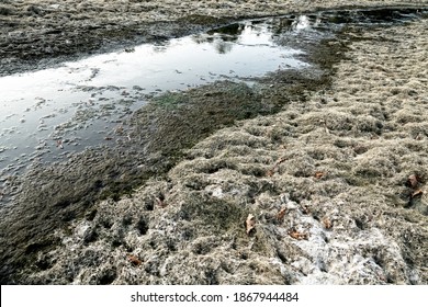 Drying Up The Lake And Ephemeral River, Oozy Mud. Dry Spell