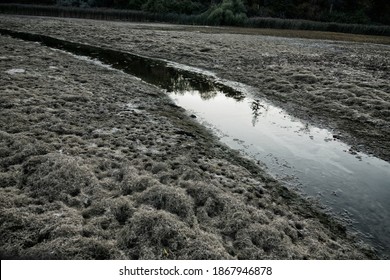 Drying Up The Lake And Ephemeral River, Oozy Mud. Dry Spell