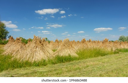 Drying reeds near Neusiedler See lake in the Burgenland Austria