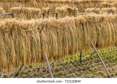 Drying Rice After Harvesting Stock Photo 715120849 | Shutterstock