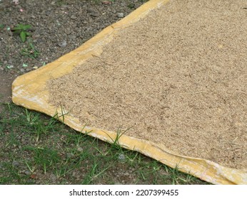 Drying Rice Grain Effective Way Dry Stock Photo 2207399455 | Shutterstock