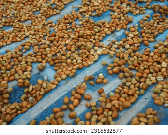 Drying Robusta coffee beans in Thailand.