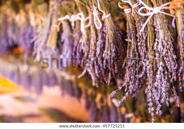Drying Room Lavender Dried Bunches Lavender Stock Photo