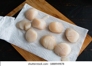 Drying Scallops On A Paper Towel: Large Sea Scallops Being Dried On A Piece Of Kitchen Roll