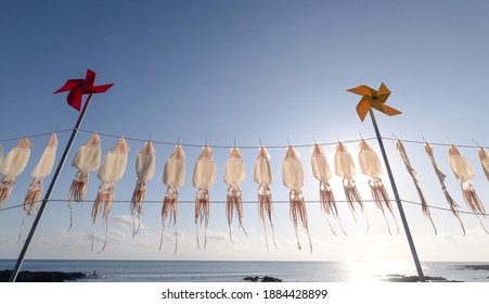 Drying the squid at seaside in Jeju Island, Korea