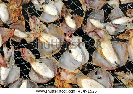 Drying squids