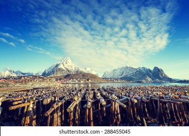 Drying Stock Fish In Norway, Lofoten Islands