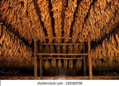 Drying tobacco leaves in a shed in Vinales Cuba