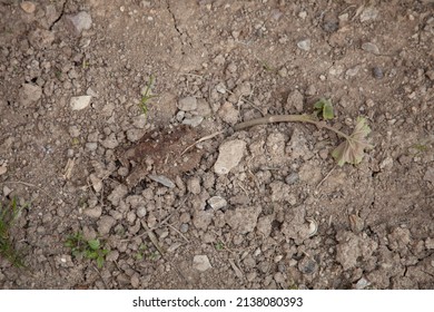 48,550 Dead plant ground Images, Stock Photos & Vectors | Shutterstock