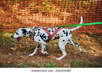 Dryland sled dog mushing race, Dalmatian sled dog pulling transport with dog musher, autumn competition outdoor, sled dog racing sports championship