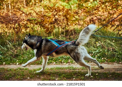 Dryland sled dog mushing race, fast Siberian Husky sled dog pulling transport with dog musher, autumn competition in woods, sled dog racing sports championship
