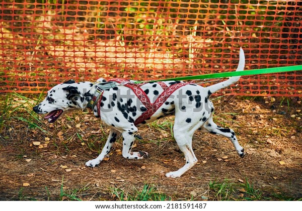Dryland sled dog mushing race, Dalmatian\
sled dog pulling transport with dog musher, autumn competition\
outdoor, sled dog racing sports\
championship