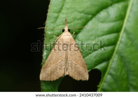 A Dryleaf Moth (Hypena proboscidalis) blends seamlessly into a leaf, a master of mimicry in its environment.