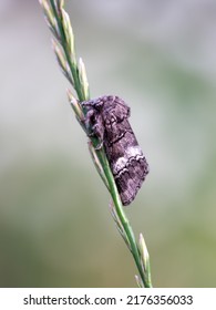 Drymonia Querna, The Oak Marbled Brown, Is A Moth Of The Family Notodontidae