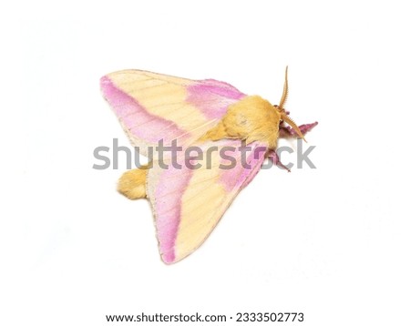 Dryocampa rubicunda the pink and yellow rosy maple moth on white background